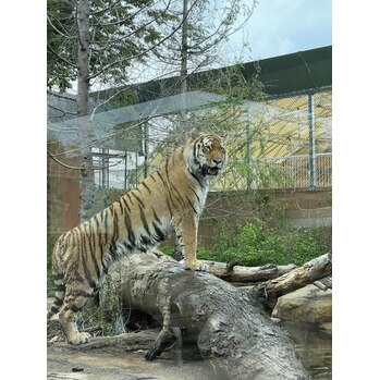 小学生ぶりの動物園！初めて生で虎を鑑賞しました