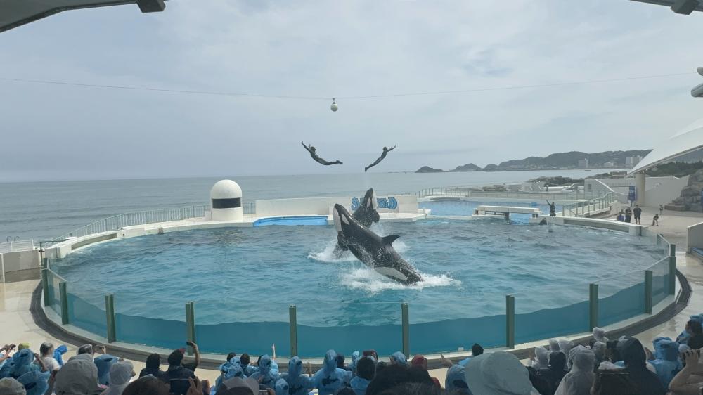 数年ぶりの鴨川シーワールド。シャチのショーで水浸し