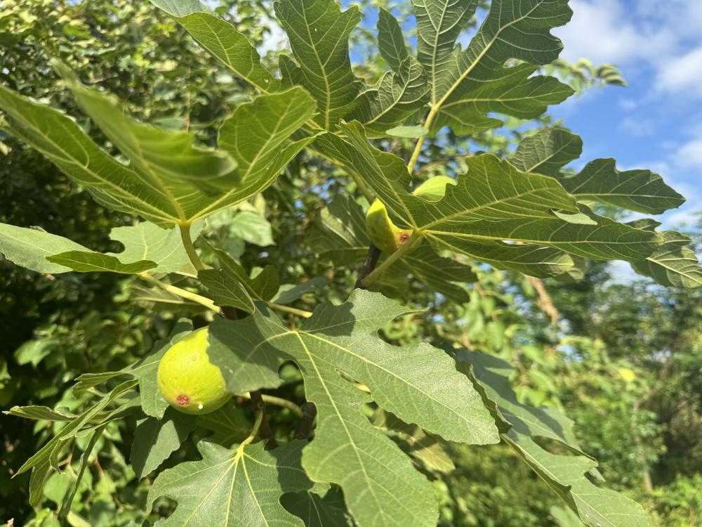 家庭菜園。我が家のイチヂクとゴーヤたち