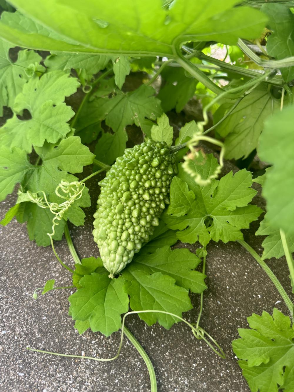 家庭菜園。我が家のイチヂクとゴーヤたち